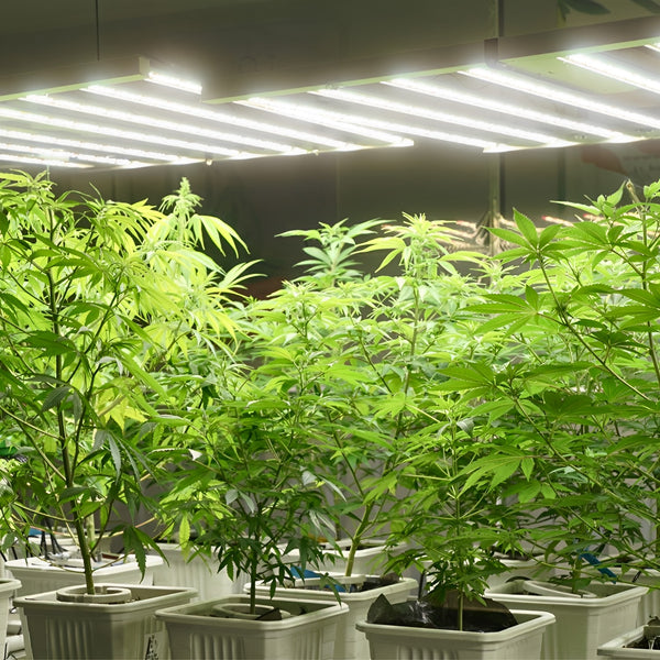 house plants fluorescent lighting LED Grow Light, 750W, 3000K Full Spectrum, ROI-E720 – Sunco Lighting