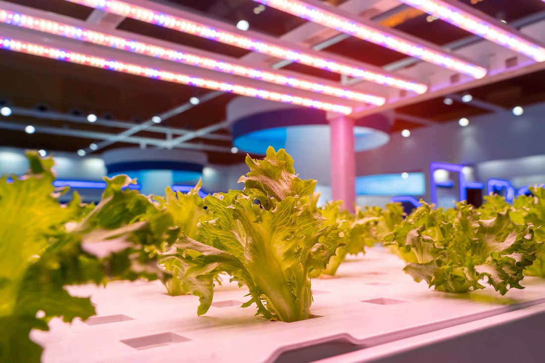 This is the Only Kind of Grow Light you Should be Using