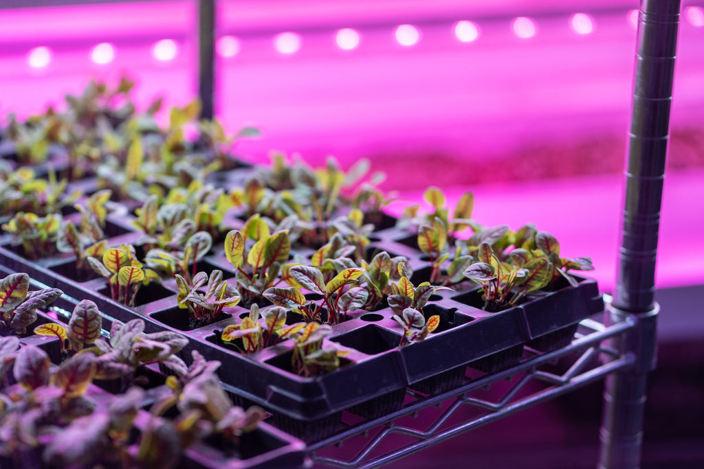 Why Grow Lights Are Essential For Better Plant Health