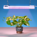 Full spectrum grow lights allow for a healthy harvest and photorespiration. Promotes plant growth during all stages. It can also improve flowering/blooming, cloning, vegging and seeding stages.