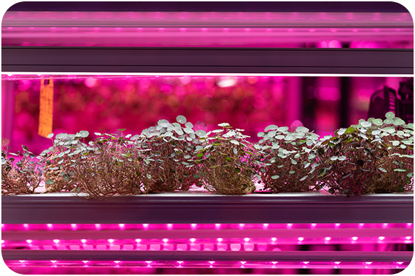 Grow lights