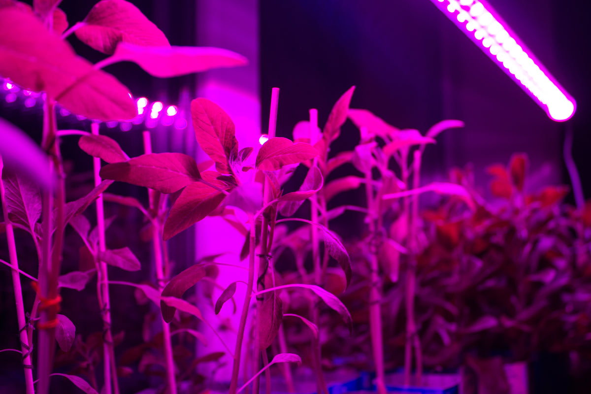 Indoor grow lighting products